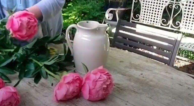 how do you keep peonies healthy in a vase