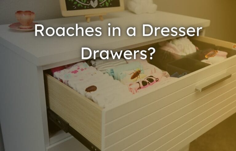 Roaches in a Dresser Drawers