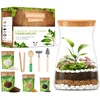 DIY Glass Terrarium Kit