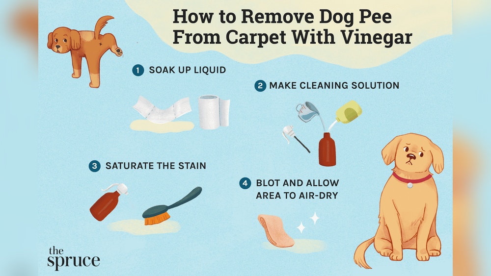 How to Get Rid of Dog Smell on Sofa: Freshen Up Fast