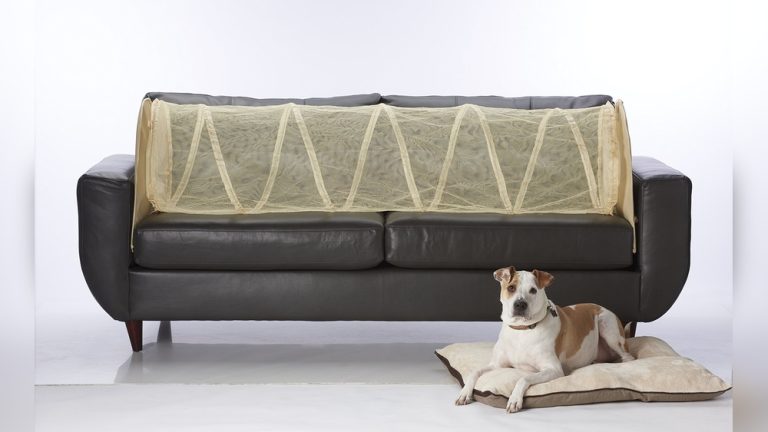 How to Keep Your Dog off the Sofa: Proven Tips That Work