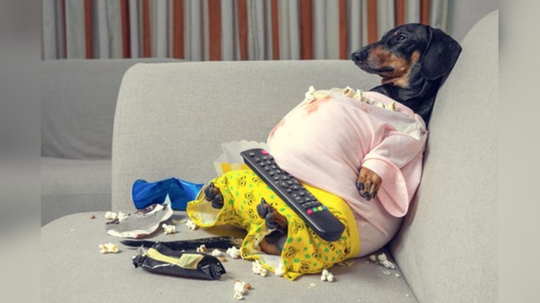 Why Does My Dog Lick the Sofa? Uncover the Surprising Reasons