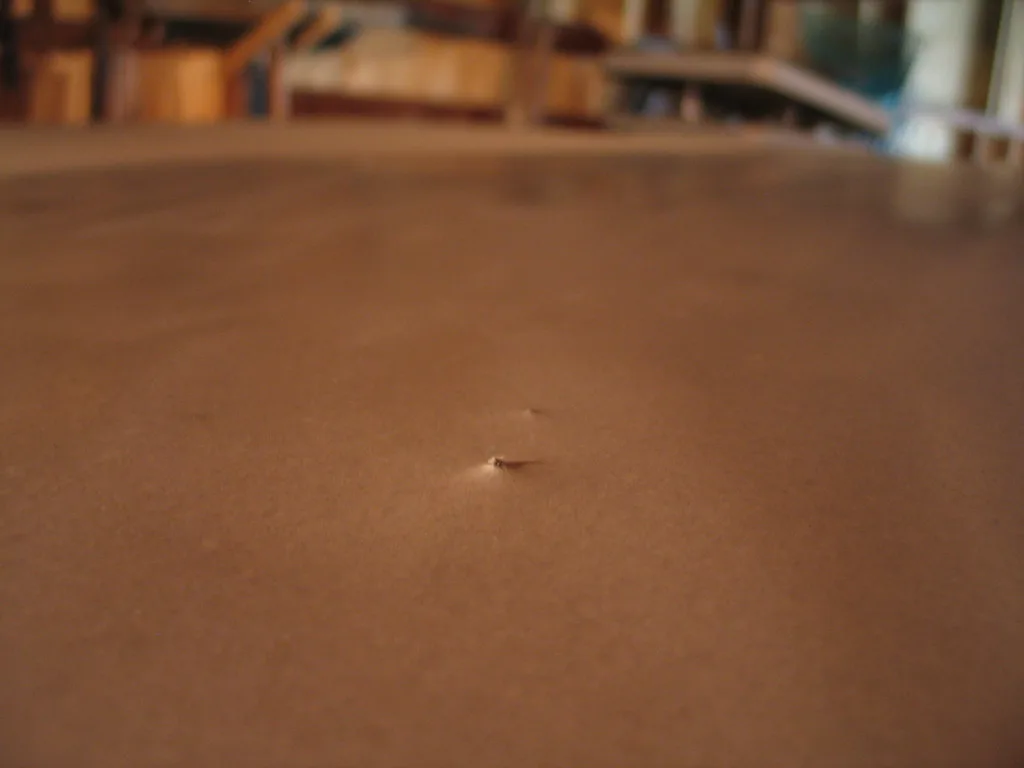 Close-up of a cabinet screw driven flush into a pre-drilled cabinet face frame joint