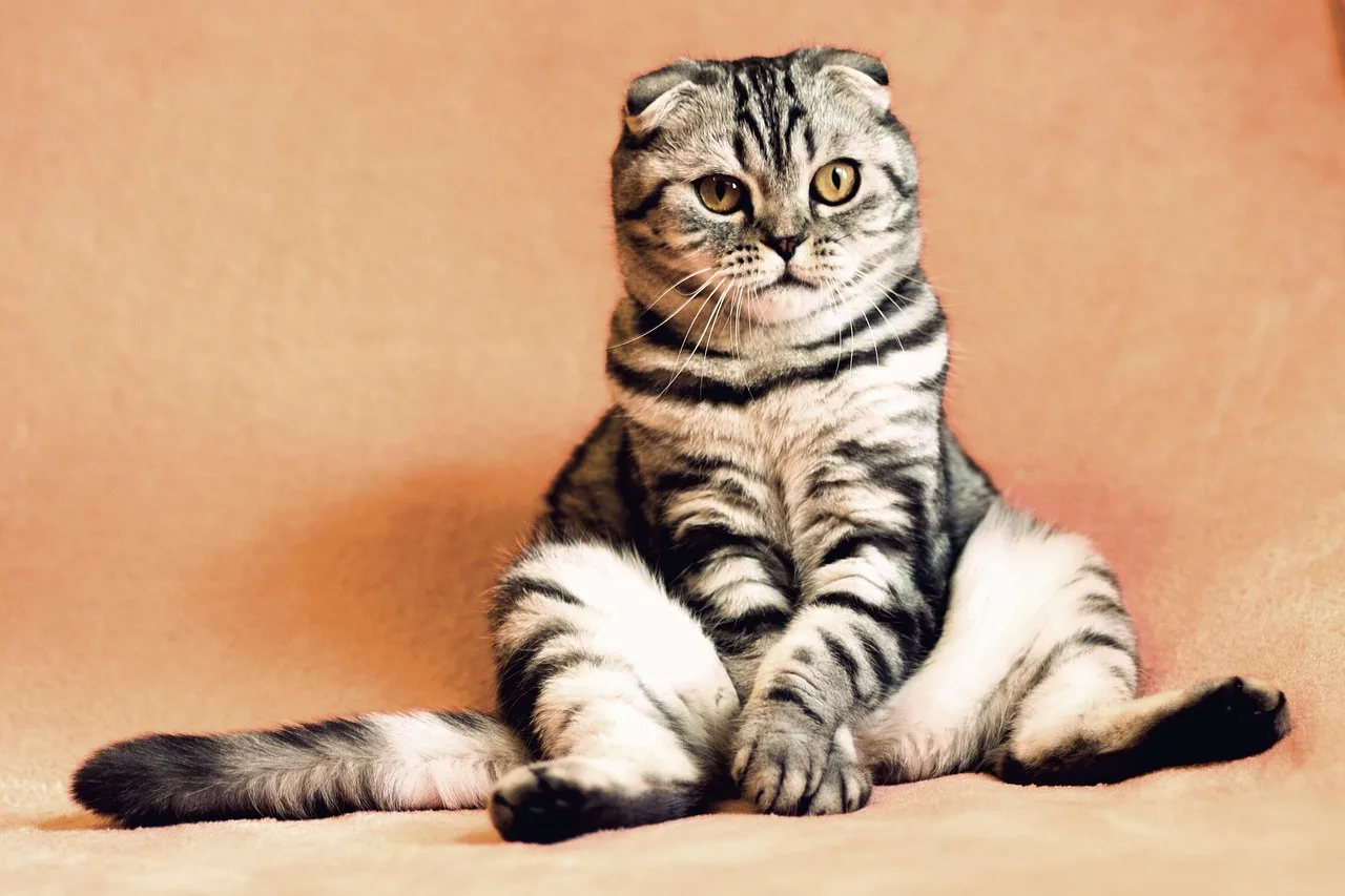 Pet odor neutralizer: best for urine and dander smells
