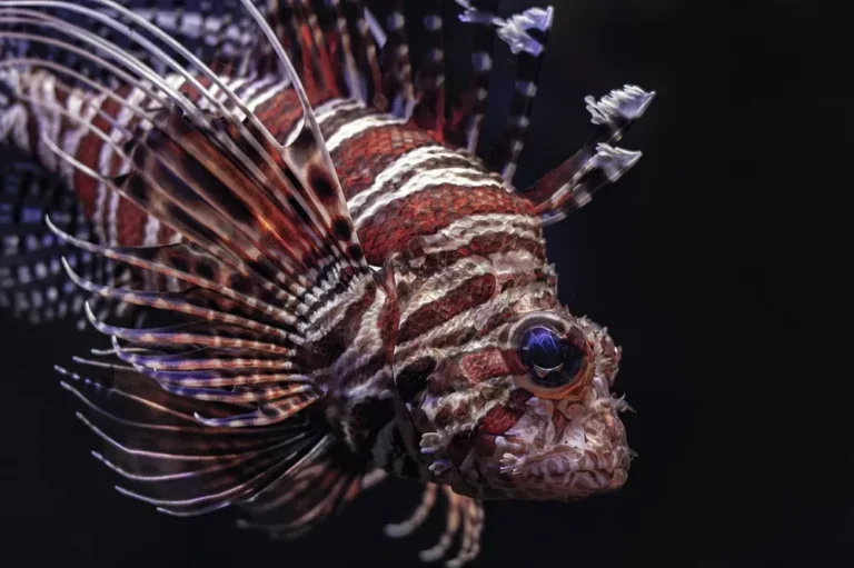 Aquarium Decor Ideas to Transform Your Tank into a Stunning Underwater World
