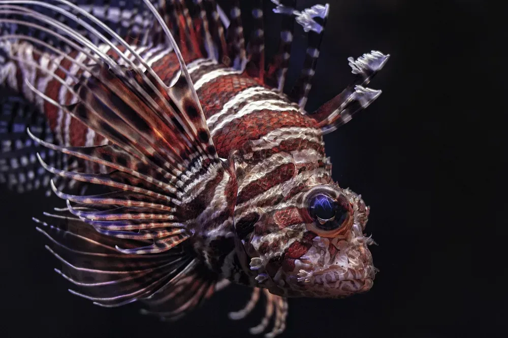Aquarium Decor Ideas to Transform Your Tank into a Stunning Underwater World