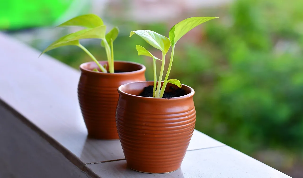 What is the cheapest way to start balcony gardening?