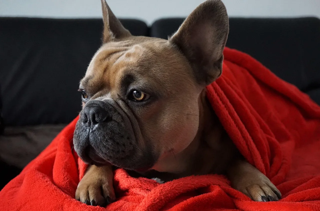 How to drape a blanket on a couch without it looking messy
