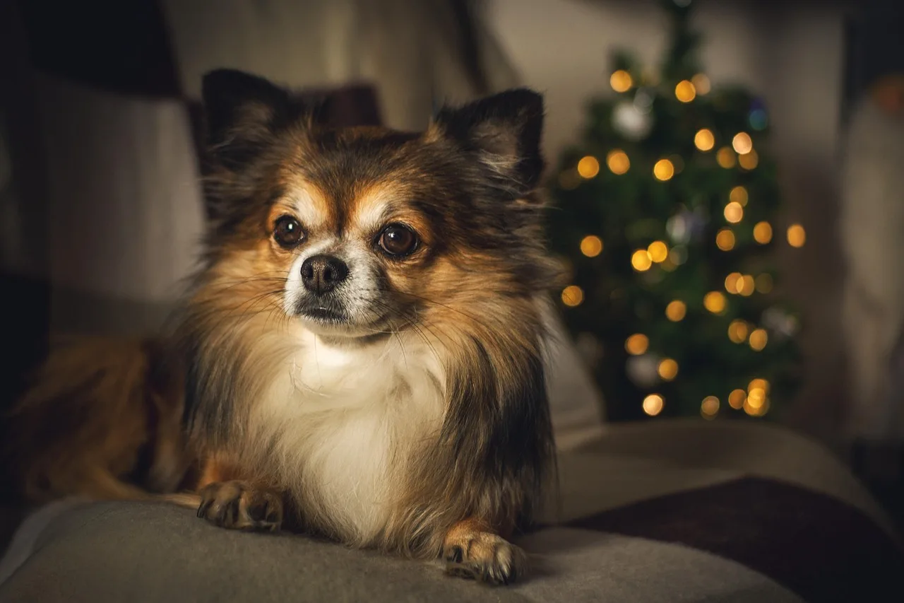 Small apartment living room with a slim Christmas tree, wreath, and clear walkway