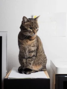 Perlesmith TV Stand Review: Fit, Setup, and Value Guide